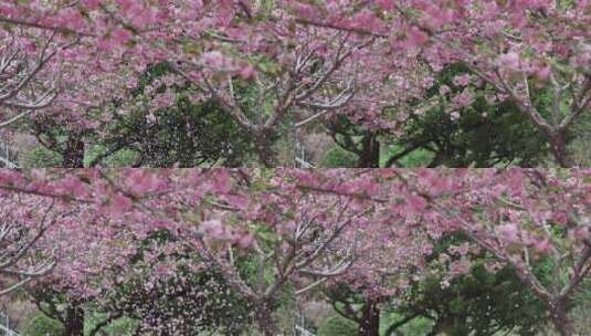 春天樱花园里樱花盛开的自然风景慢镜高清在线视频素材下载