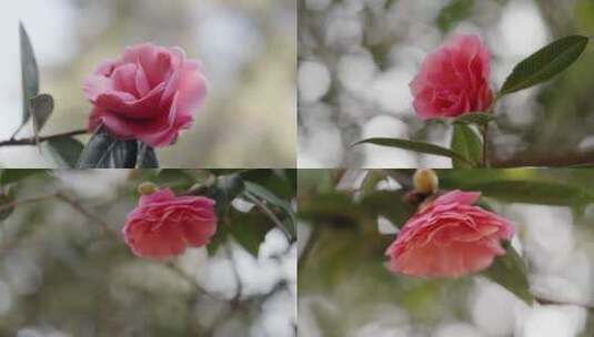 4K-菊瓣山茶，山茶花开放，山茶花特写高清在线视频素材下载