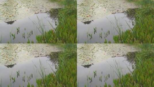 湖边水草风吹芦苇大河江河江边湖泊湖畔岸边高清在线视频素材下载