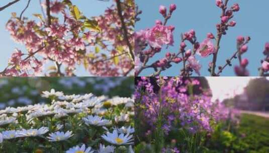 春暖花开百花绽放鸟语花香高清在线视频素材下载