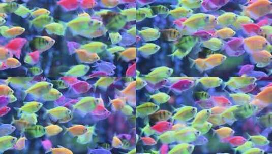 水缸里的观赏鱼高清在线视频素材下载