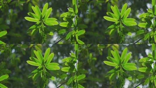 森林中，阳光打亮的绿色树叶高清在线视频素材下载