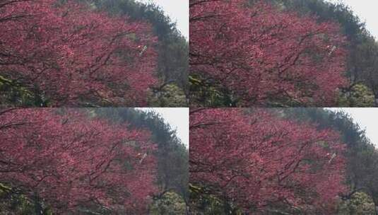 浙江湖州春日梅花梅园铁佛寺近景高清在线视频素材下载