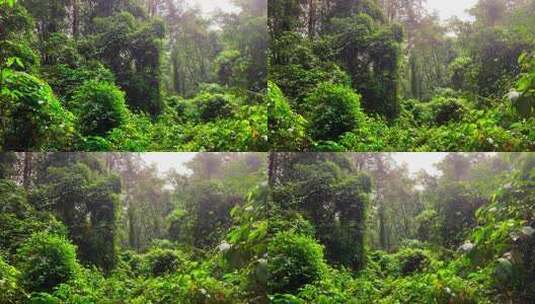 大自然下雨登山山林镜头高清在线视频素材下载