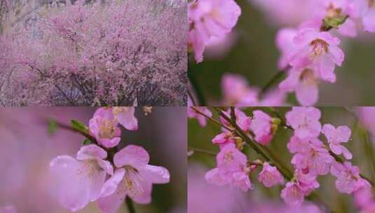 春天盛开的桃花高清在线视频素材下载