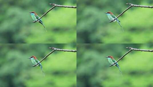 蓝喉蜂虎是中国最美丽的小鸟高清在线视频素材下载