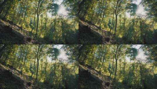 夏季森林正午阳光飞虫飞舞高清在线视频素材下载