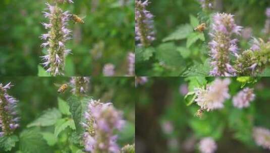 自然界昆虫蜜蜂授粉采蜜合辑高清在线视频素材下载