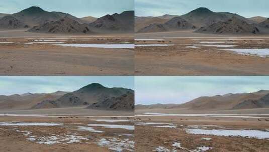 西藏旅游风光317国道戈壁成群奔腾野驴高清在线视频素材下载