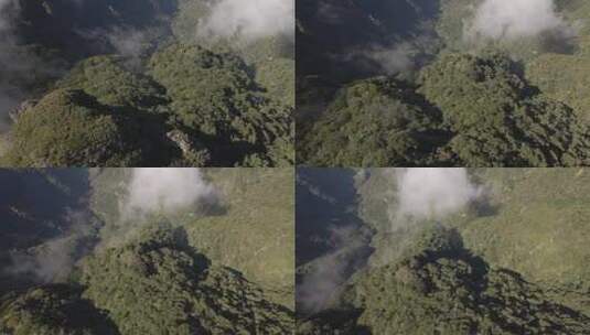 鸟瞰大森林航拍高清在线视频素材下载