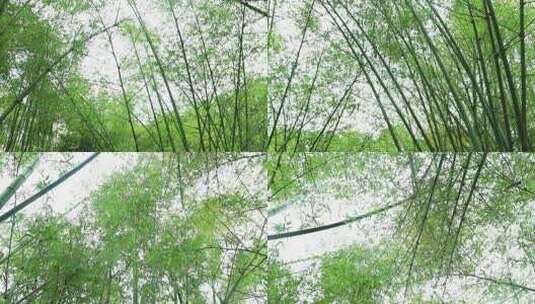 清新嫩绿竹林竹子竹杆竹节竹叶高清在线视频素材下载