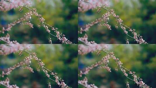 春天一枝桃花枝含苞待放高清在线视频素材下载