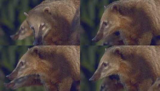 一只环尾浣熊的远摄特写镜头，小心翼翼地看着它的队伍。高清在线视频素材下载