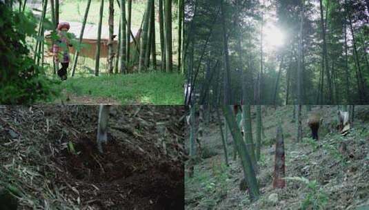 山民背着竹篓去林中挖竹笋春笋大自然的馈赠高清在线视频素材下载