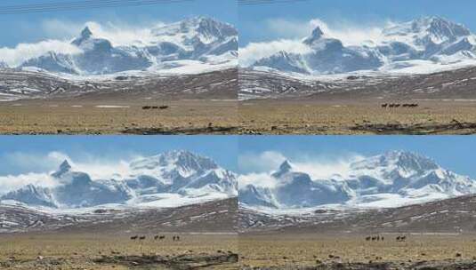西藏雪山下的藏野驴高清在线视频素材下载