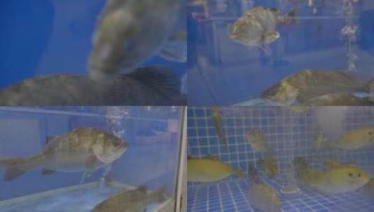 2023广州天河海鲜酒家水族馆海鲈鱼高清在线视频素材下载