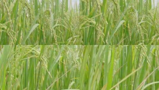 绿色清新大片水稻田高清在线视频素材下载