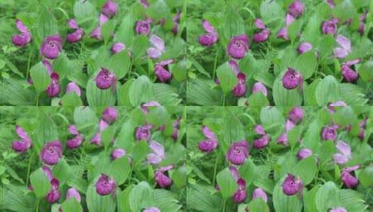 珍稀野生药用植物：大花杓兰高清在线视频素材下载