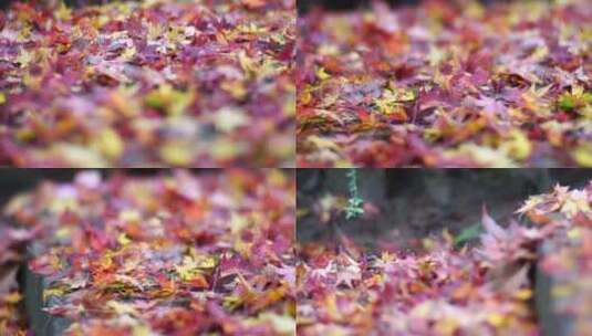 原创拍摄花朵洒满遍地绿水青山大自然枫叶高清在线视频素材下载