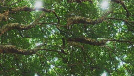 阳光大树千年古树参天大树绿树成荫高清在线视频素材下载
