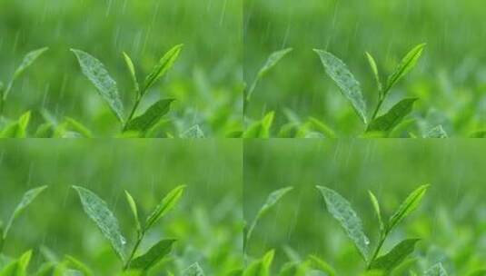 下雨天树叶雨水滴叶子茶树雨水雨滴茶叶特写高清在线视频素材下载