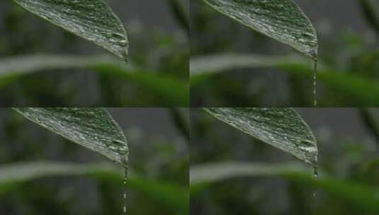 叶子上的水珠水滴高清在线视频素材下载