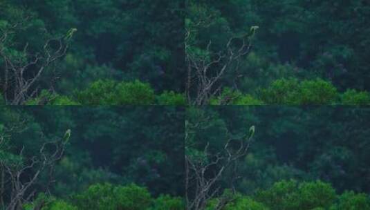 热带雨林森林树枝上亚历山大鹦鹉 金刚鹦鹉高清在线视频素材下载