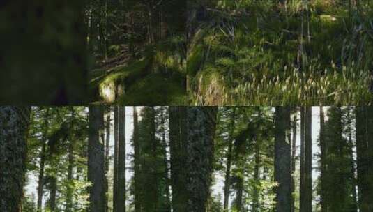 绿色静谧森林空镜高清在线视频素材下载
