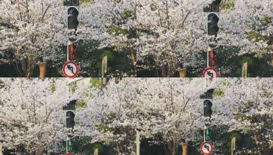 【原创实拍】樱花中的红绿灯高清在线视频素材下载
