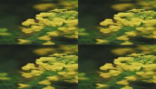 蜜蜂油菜花采蜜 竖屏高清在线视频素材下载