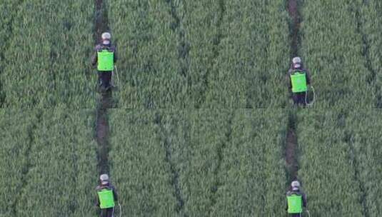 农民在农村麦田地田间喷洒农药高清在线视频素材下载