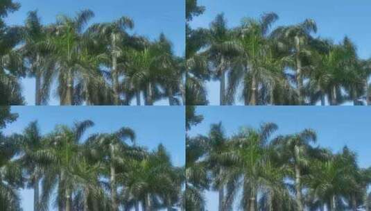 椰子树林高清在线视频素材下载