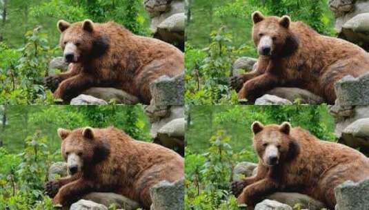 在岩石上休息的棕熊高清在线视频素材下载