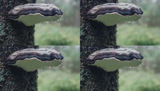 长在树上的蘑菇带着水滴特写高清在线视频素材下载