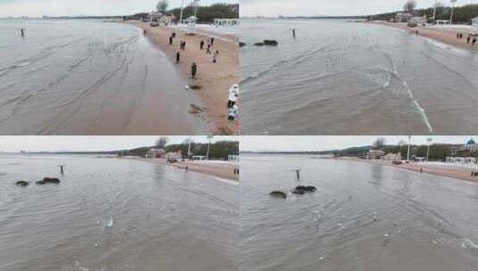 海边成群的海鸥高清在线视频素材下载