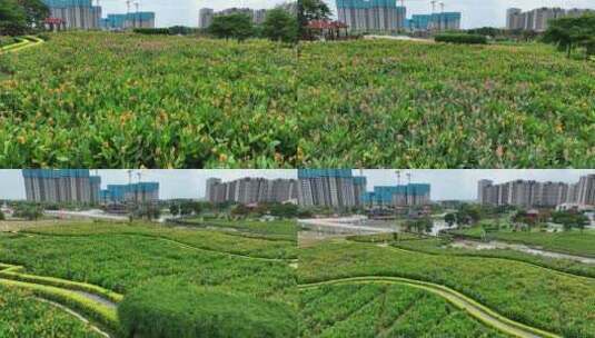 漳州市龙海角美镇花田美事花海湿地公园航拍高清在线视频素材下载