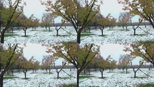 冬天唯美雪景绿叶红花上的雪高清在线视频素材下载