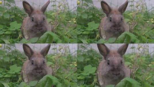 灰色的宠物兔子在花园里面吃草高清在线视频素材下载