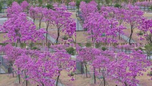 中国广东省广州市琶洲会展中心紫花风铃高清在线视频素材下载