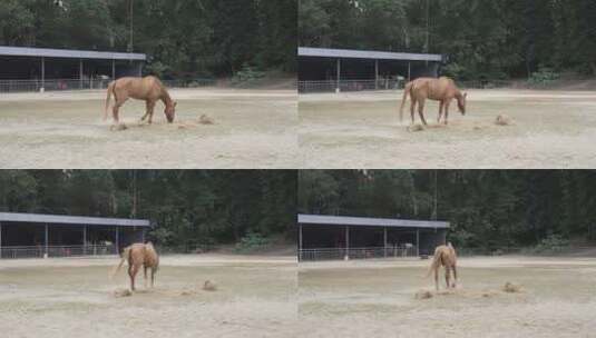 中山城马匹高清在线视频素材下载