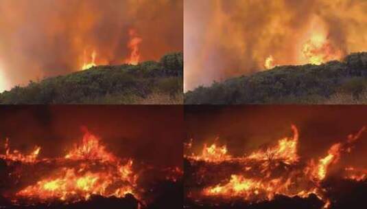 森林火灾01高清在线视频素材下载