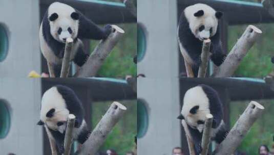 国宝熊猫高清在线视频素材下载