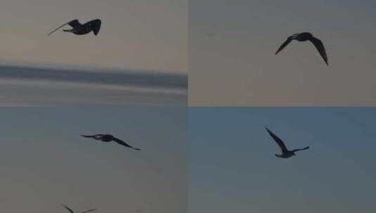 海鸥海鸟飞翔高清在线视频素材下载