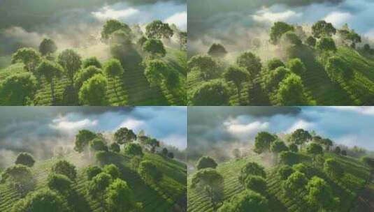 航拍云雾缭绕的茶山高清在线视频素材下载