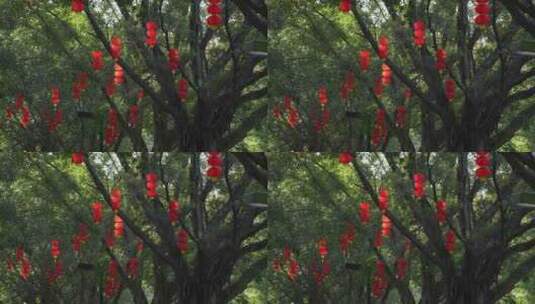 春节树上悬挂灯笼实拍高清在线视频素材下载