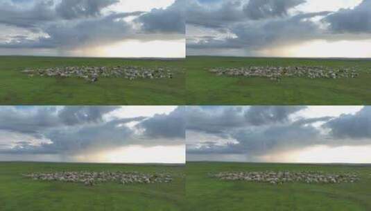 呼伦贝尔草原风光羊群1189高清在线视频素材下载