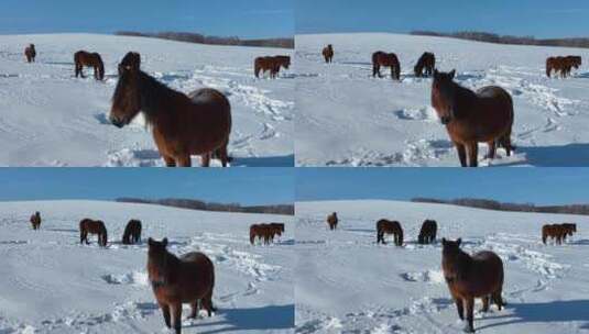 冬天山野雪地的马群高清在线视频素材下载