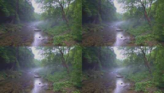 绿色森林晨雾中的清澈溪流张家界金鞭溪高清在线视频素材下载