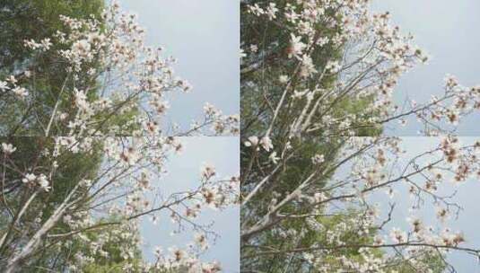 玉兰花花朵春天春暖花开空镜高清在线视频素材下载