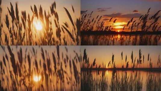 夕阳唯美cg写实景象金色黄昏芦苇荡芦苇高清在线视频素材下载
